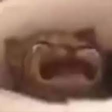 1716829533023.png
