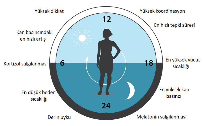 biyolojik-saat.png