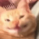 happycat.gif