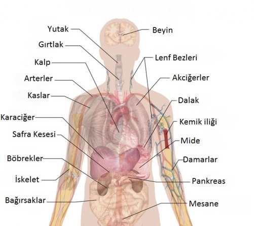 insan-anatomisi-3.jpg