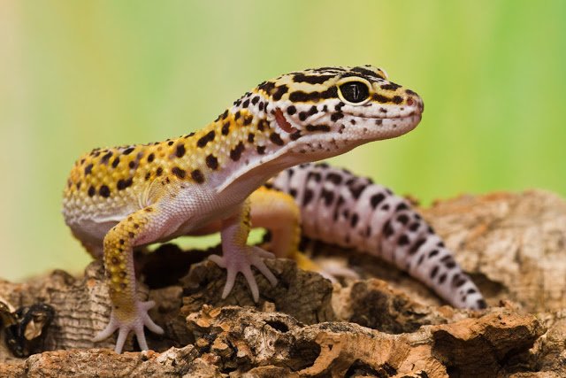 Leopard Gecko.jpg