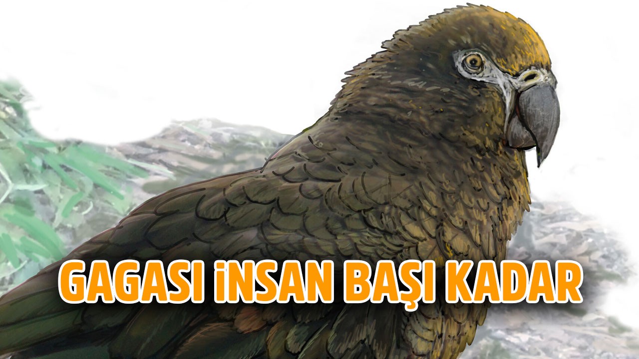 papagan-wUuA_cover.jpg