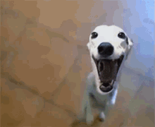 tenor.gif