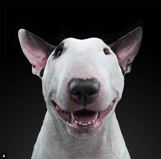 The-Incredible-HumanLike-Expressiveness-of-Dogs-2.jpg