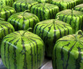 cubed-watermelon-mold-300x250.jpg